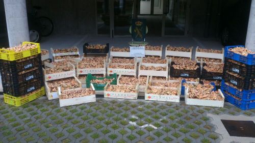 La Guardia Civil denuncia durante este fin de semana a otras 17 personas por recolectar especies micológicas sin licencia o por sobrepasar los 5 kilos